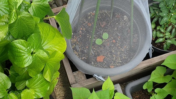 how to baby proof plants     