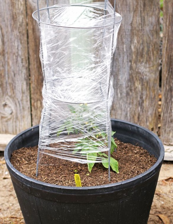 how to baby proof plants     