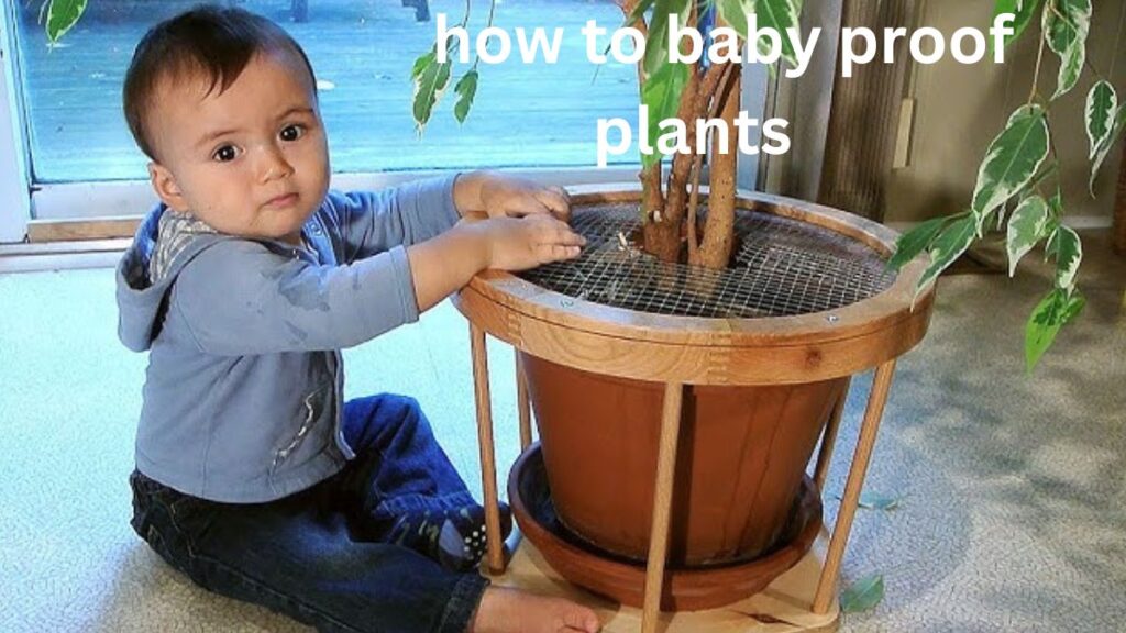 how to baby proof plants